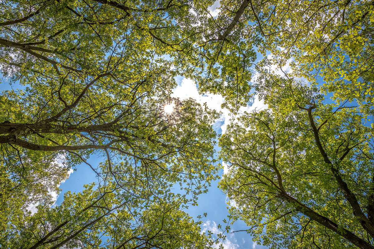 tree and sky