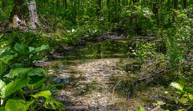 Philips Park Preserve